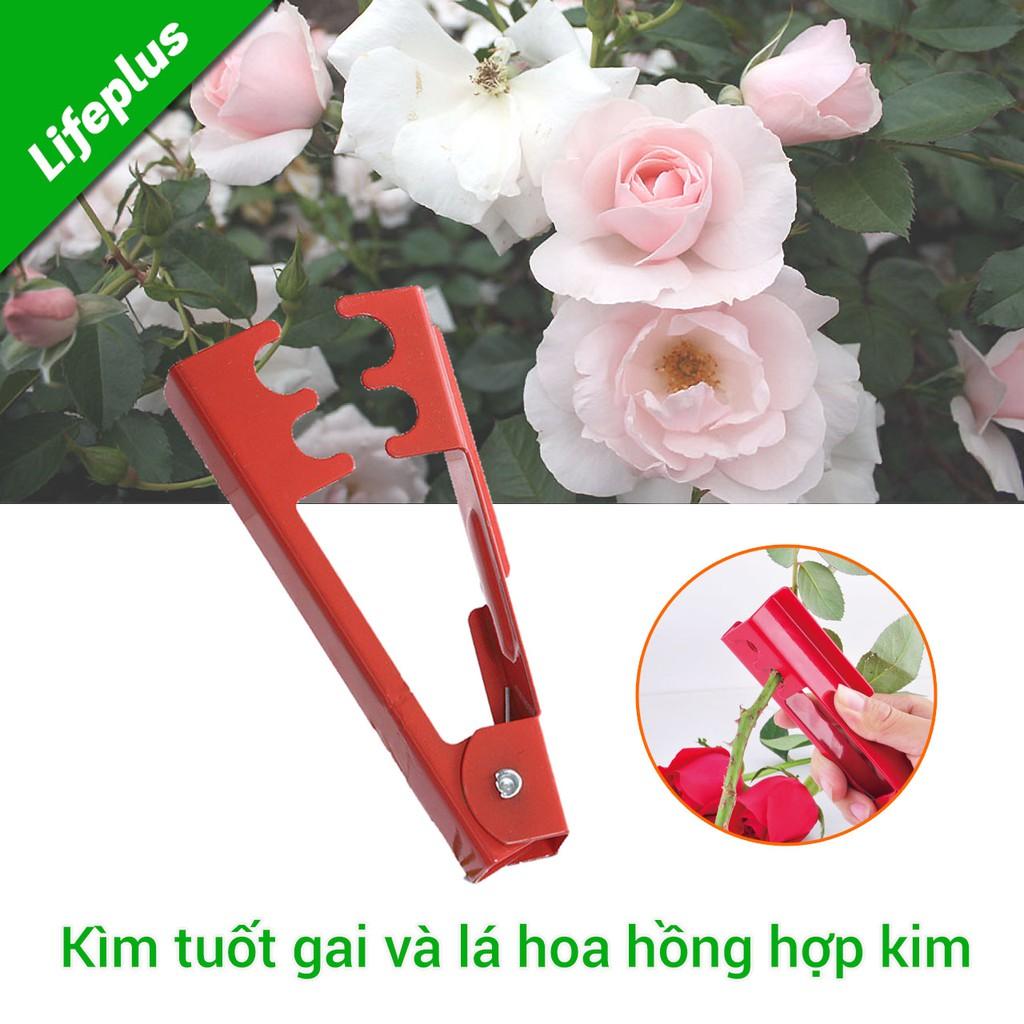 Kìm tuốt gai và lá hoa hồng tươi