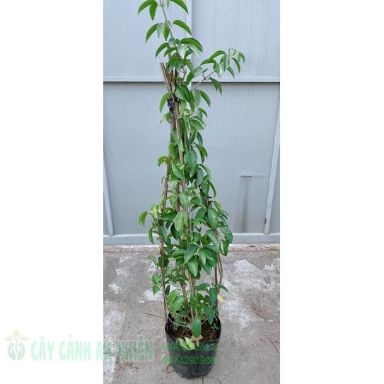 Cây Lan Tỏi