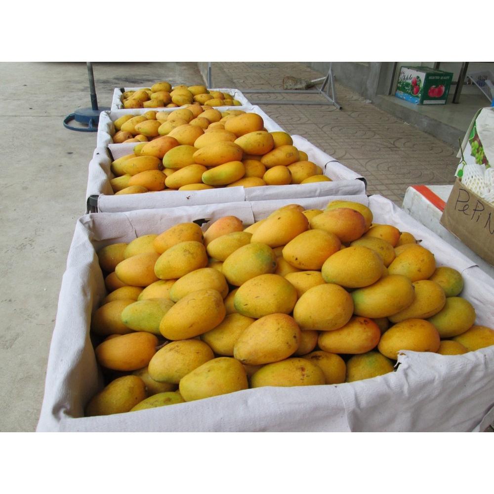 Cây giống Xoài Thanh Ca trồng chậu được.
