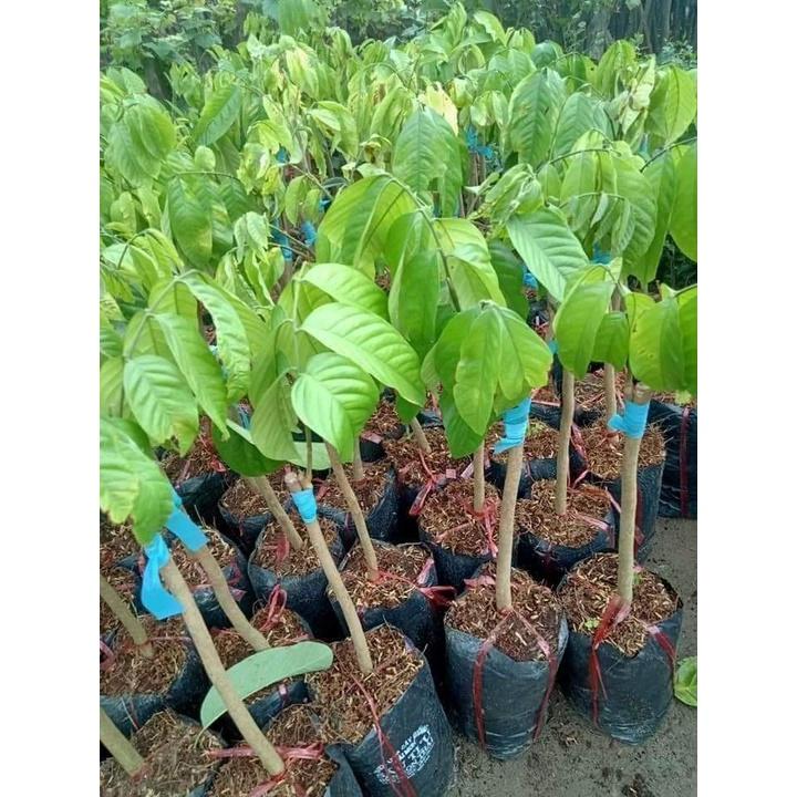 CÂY GIỐNG BÒN BON TÍM TRÁI SƠM