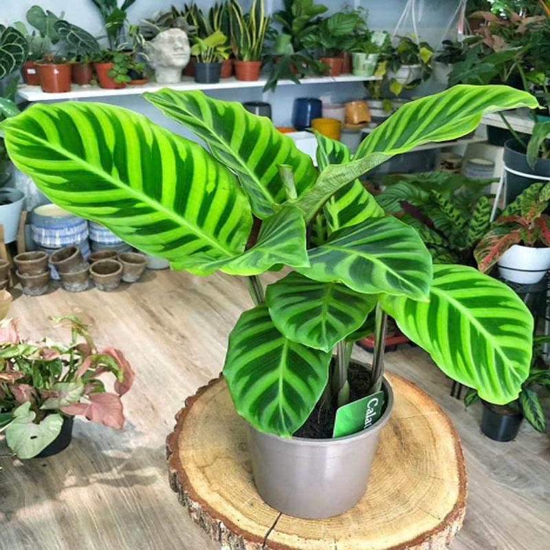 Cây Đuôi Công Ngựa Vằn ( Calathea Zebrina ) - cây cảnh để bàn