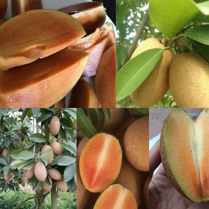 CÂY HỒNG XIÊM XOÀI QUẢ TO THÁI LAN - CÂY TO SẴN QUẢ