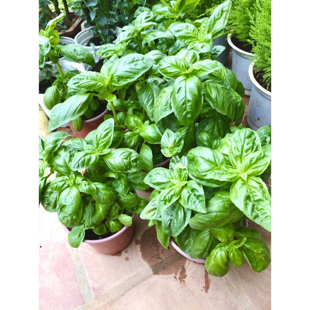 Cây húng tây sweet basil
