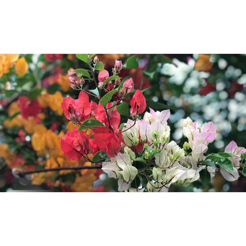 CÂY GIỐNG HOA BÔNG GIẤY