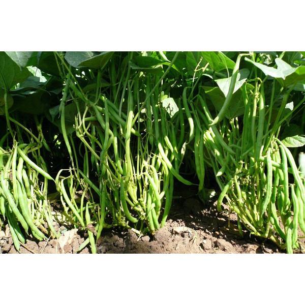 Gói 20g hạt giống đậu cove hạt trắng dạng bụi