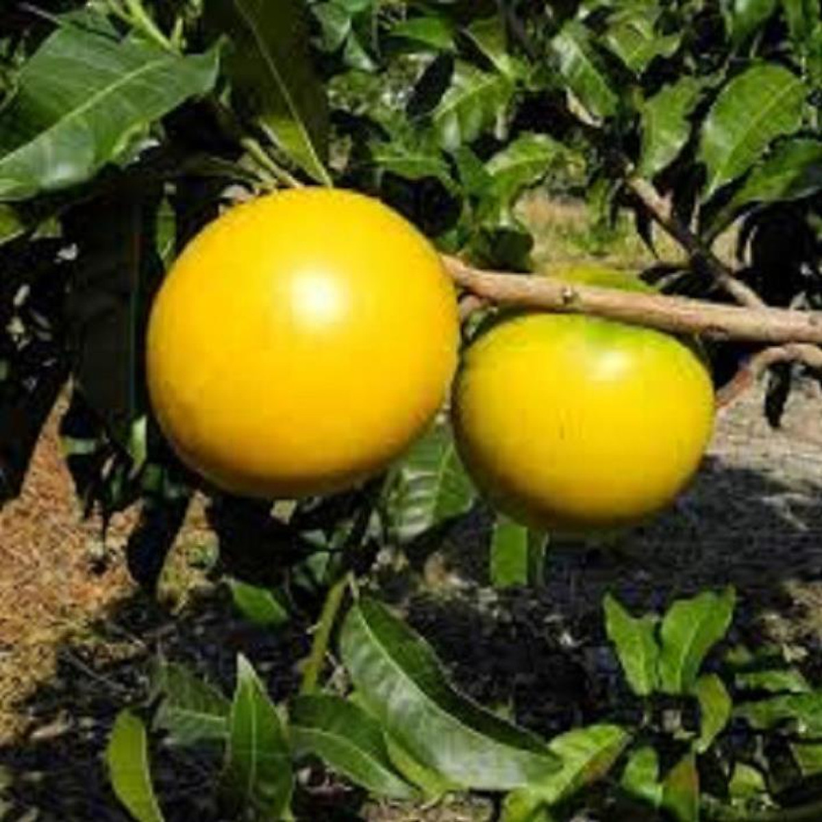 Cây Giống Vú Sữa Hoàng Kim
