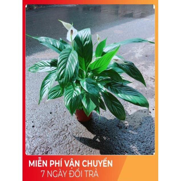 Chậu Hoa Lan Ý Có Hoa Sẵn