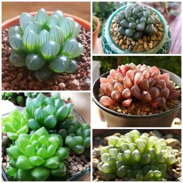 Hạt giống sen ngọc nhiều màu 200 hạt/gói
