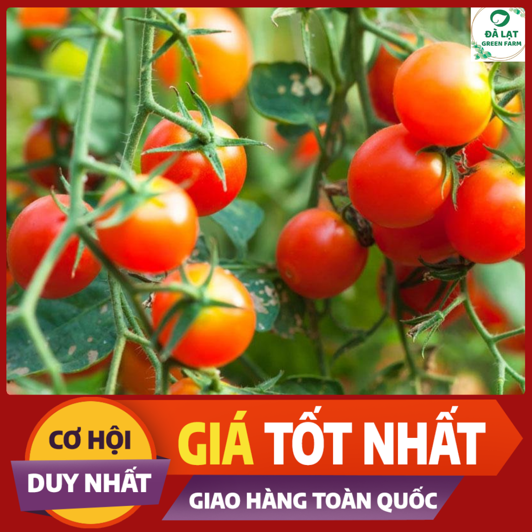 Bộ 1 gói Hạt giống cà chua bi đỏ cây cao