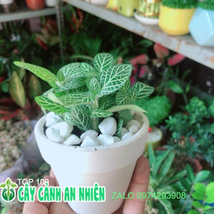 Chậu Cây Cẩm Nhung Xanh Lá
