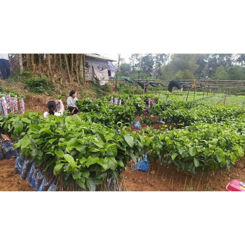 Cây Giống Dổi Nếp Rừng lấy hạt lấy gỗ, Dổi Ghép Dổi Thực Sinh bầu đất lớn 1kg, mệnh danh là Vàng Đen Tây Bắc
