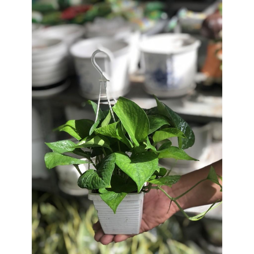 Chậu treo Trầu Bà xanh