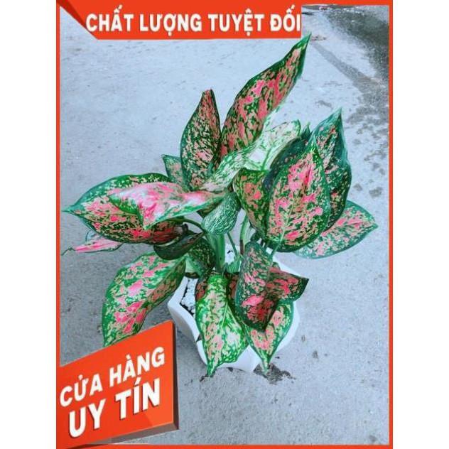 Chậu Vạn Lộc