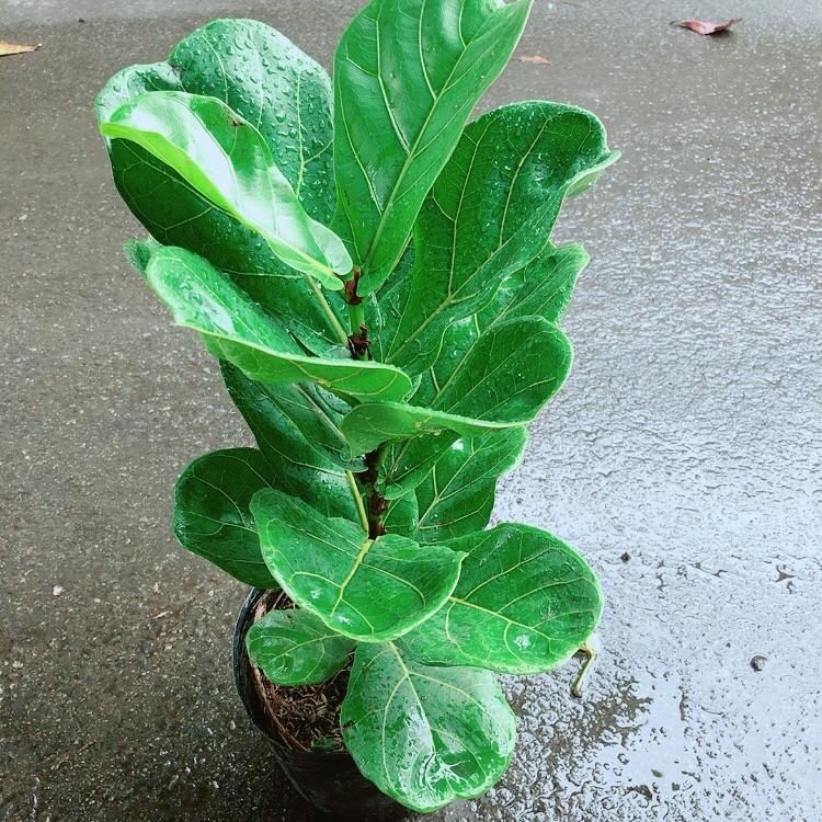 Cây Bàng Singapore Cao 55cm