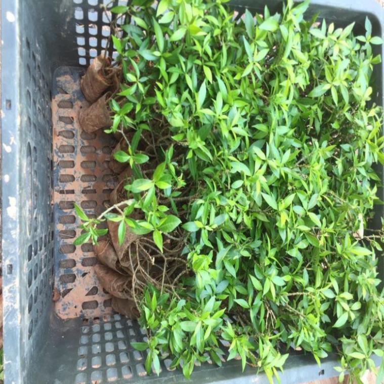 CÂY GIỐNG MAI VẠN PHÚC