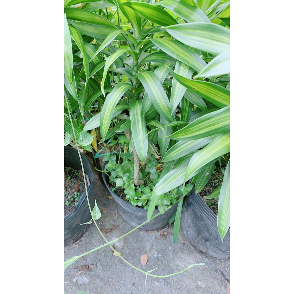 Trúc Bách Hợp 3 Thân Nhỏ