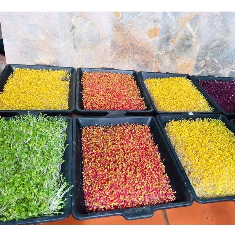 10 Khay trồng rau mầm, khay ươm rau mầm sạch, làm bằng nhựa PP an toàn KT 50x36x10