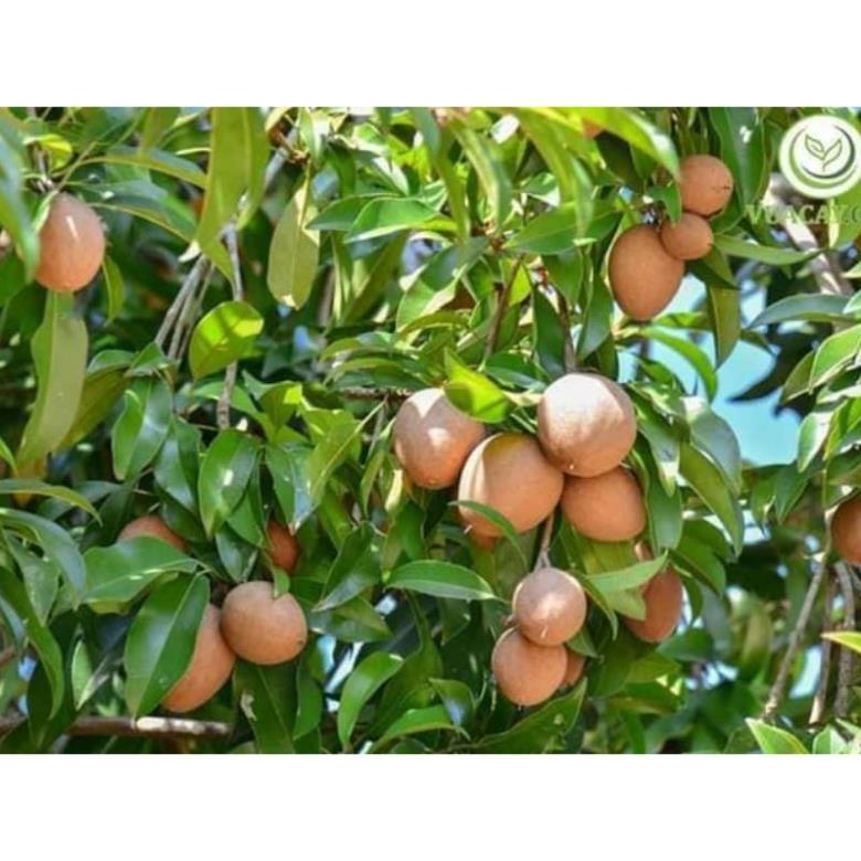GIỐNG CÂY HỒNG XIÊM XOÀI 6 THÁNG CHO TRÁI
