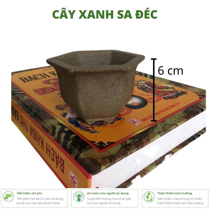 Chậu lục giác mini đáy xuông CK1A và đáy bầu CK1B cho bonsai mini để bàn, sen đá, xương rồng