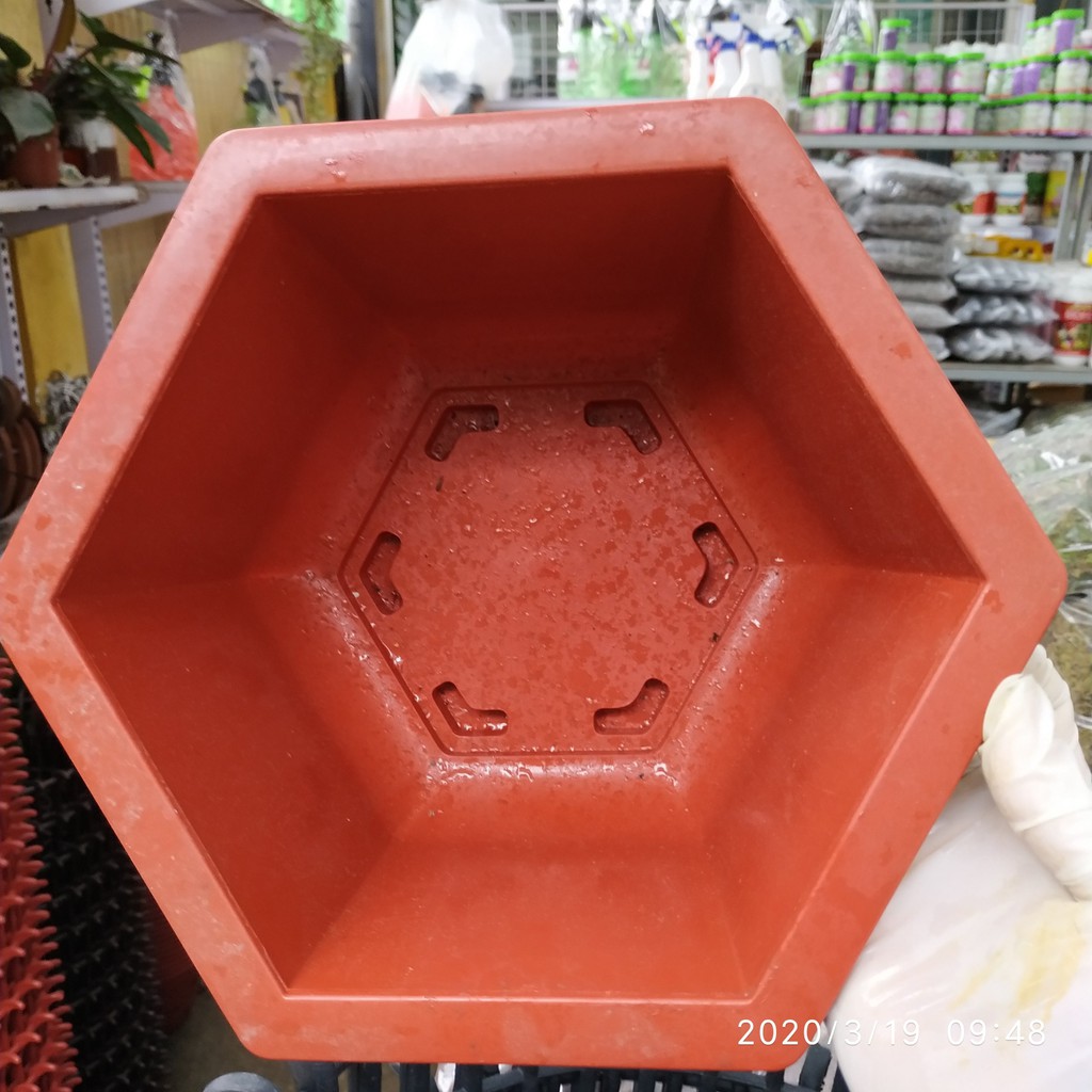 10 chậu nhựa lục giác trồng cây 250x150 - Chậu đẹp bền rẻ chuyên trồng cây cảnh.