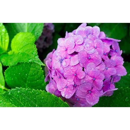 CẨM TÚ CẦU-CHẬU CÂY ĐANG HOA