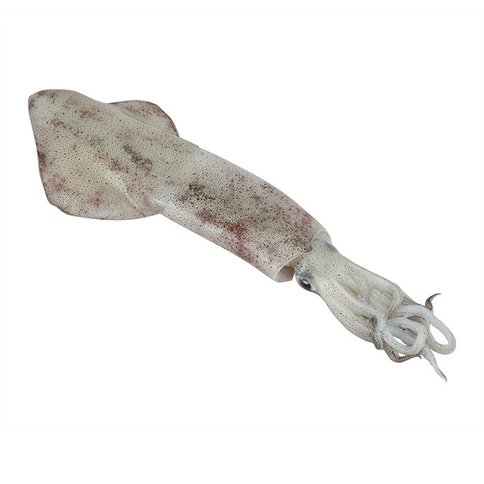 Mực Ống Phú Quốc