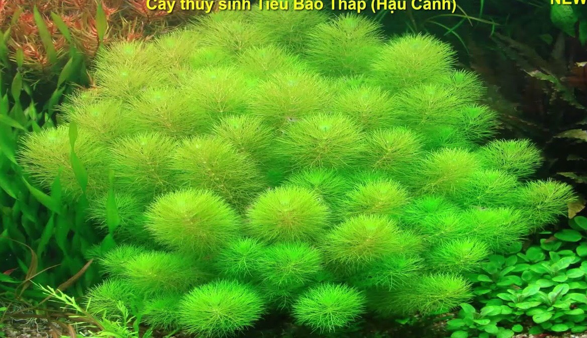 Tiểu bảo tháp 15 cây , cây thủy sinh