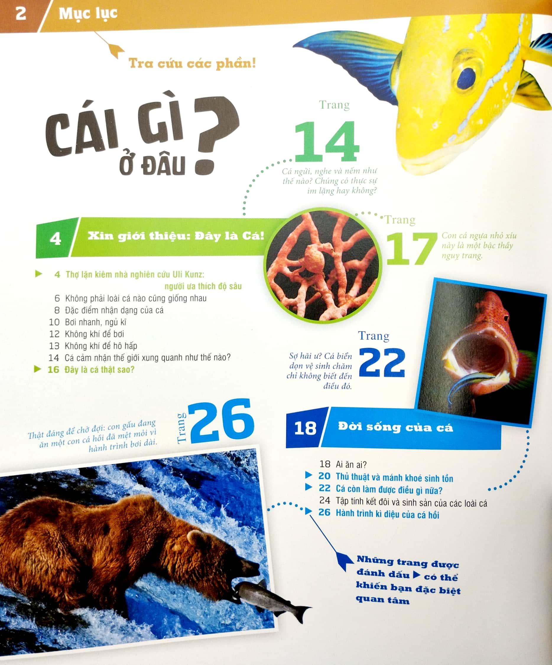 Thế Nào Và Tại Sao - Các Loài Cá - Thế Giới Diệu Kì Dưới Nước - Bìa Cứng (Tái Bản 2023)