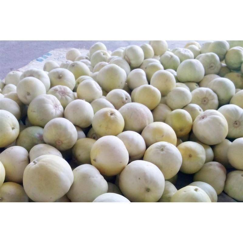 Hạt giống dưa lê F1 siêu ngọt Tân Ngân Huy – 5gam