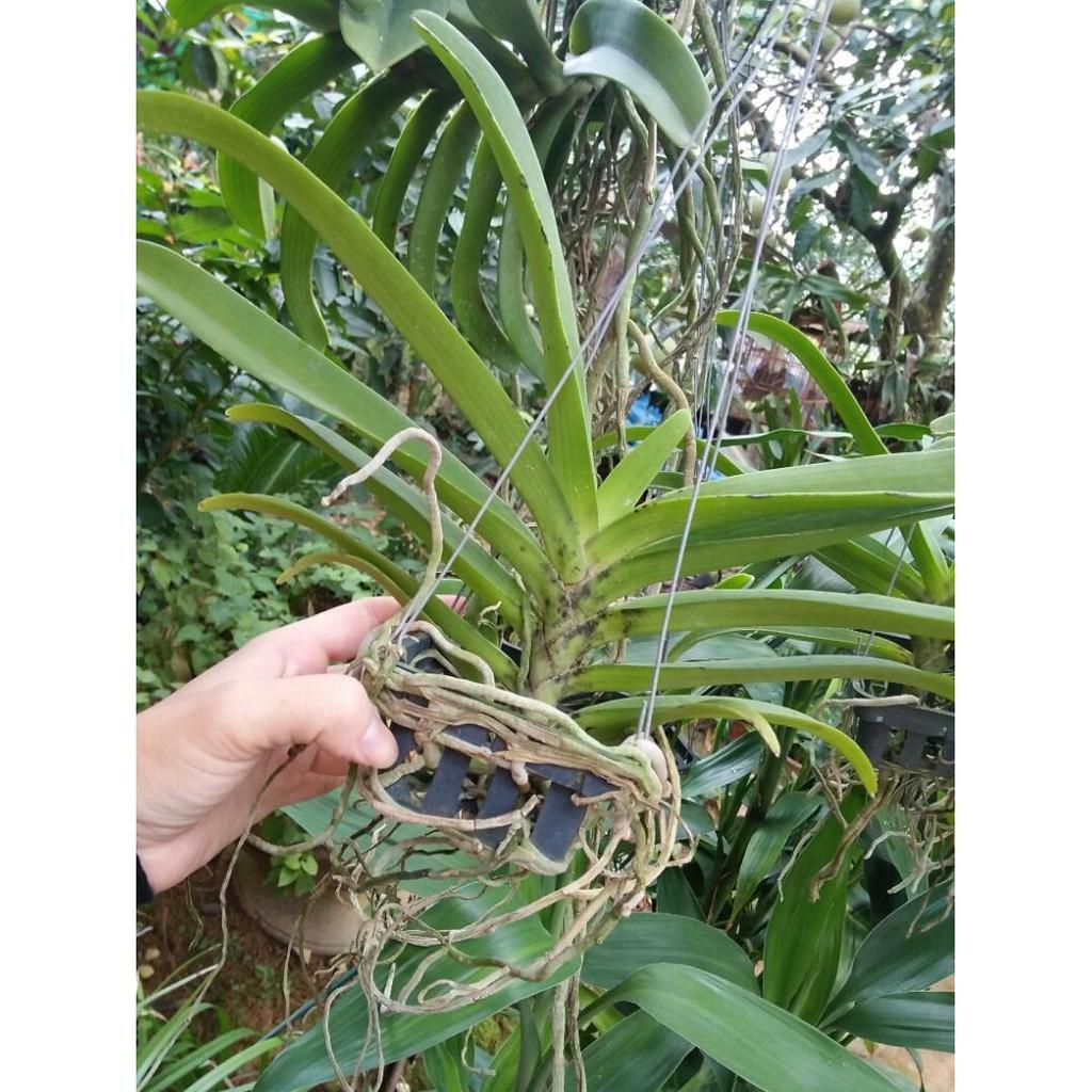 Hoa phong lan ngọc điểm lai