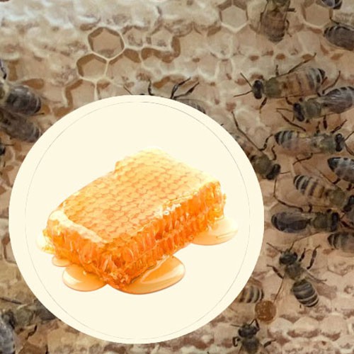 Mật ong nguyên chất thượng hạng Mẹ Tiên Honimore 500g/chai - mật ong rừng