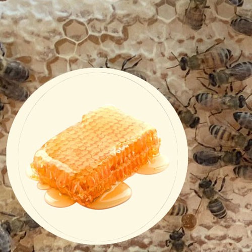 Mật ong rừng thượng hạng Mẹ Tiên Honimore 500g - tăng cường sức đề kháng
