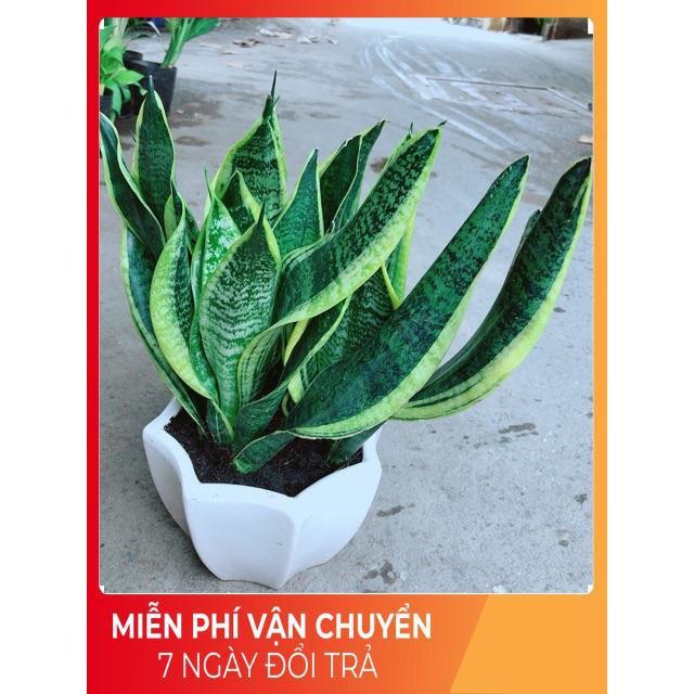 Chậu Lưỡi Hổ Size Lớn