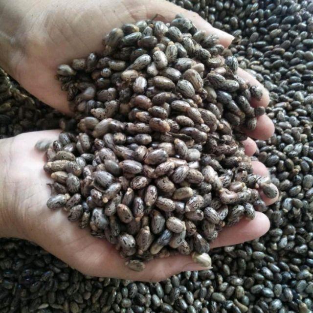 Hạt Thầu Dầu Khô 01KG Đắp Tr ị Tr ĩ Hay Loại 01