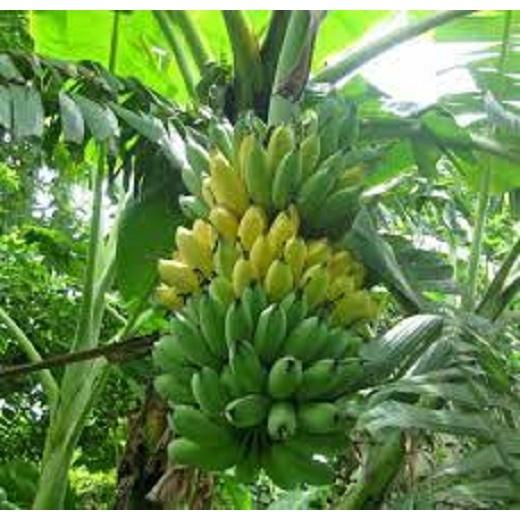 CÂY GIỐNG CHUỐI TÂY lùn - cây giống ươm mô