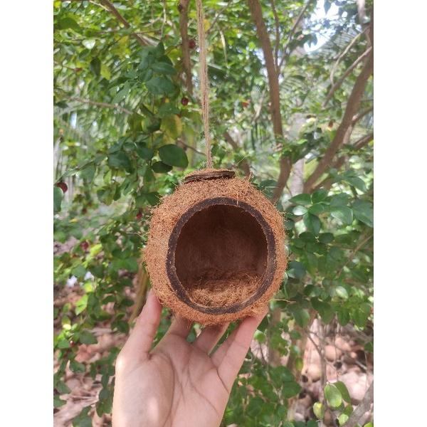 Tổ Chim Gáo Dừa Miệng Tổ Lớn Kèm Đế Lót Tổ