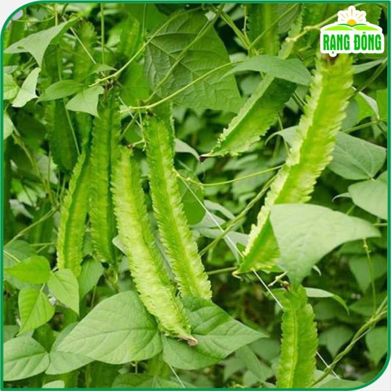 Hạt giống Đậu Rồng Cao Sản Sinh Trưởng Khỏe, Trồng Quanh Năm, Ra Trái Liên Tục - Hạt Giống Rạng Đông