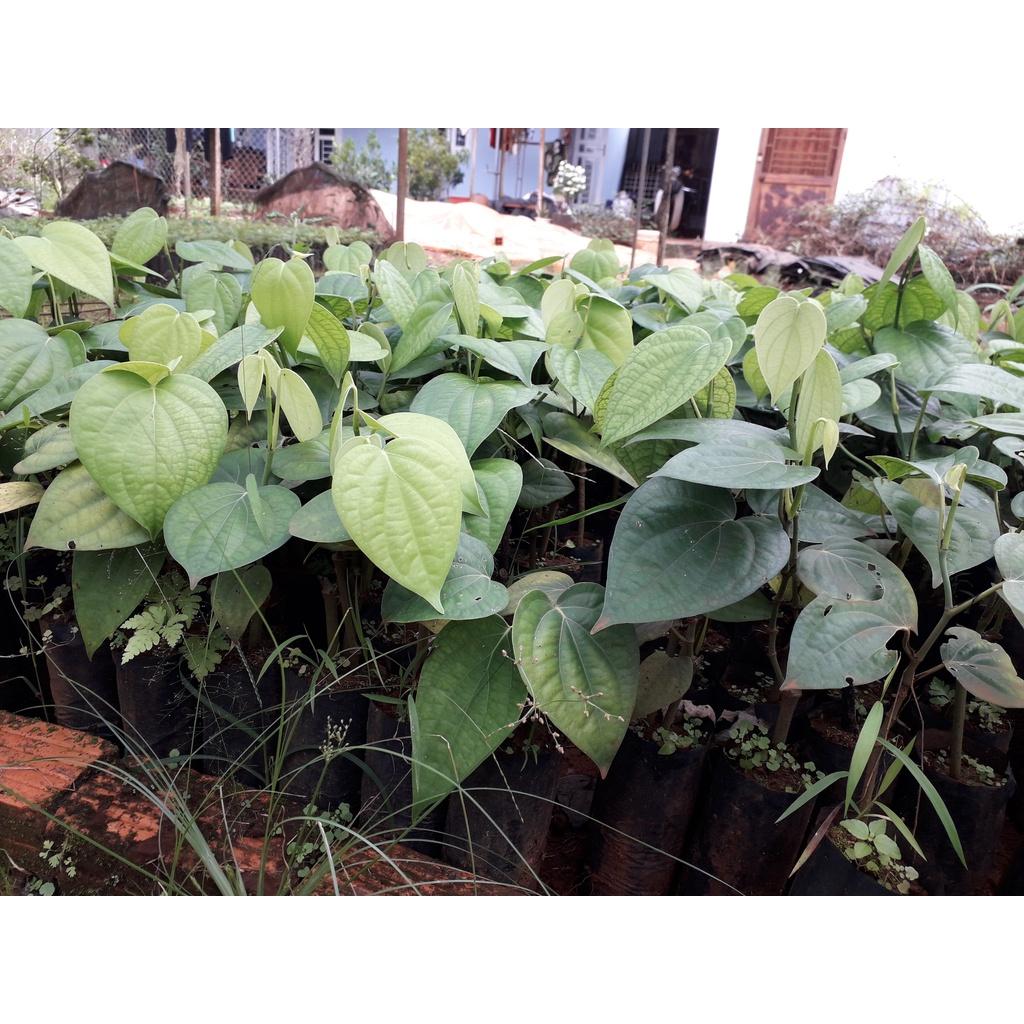 Cây giống Tiêu Srilanka .