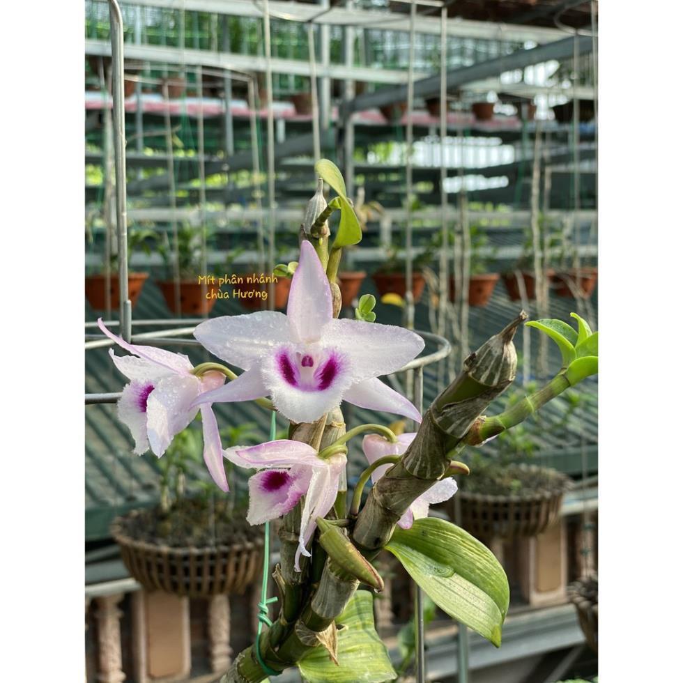 Hoa lan phi điệp Mít phân nhánh Chùa Hương
