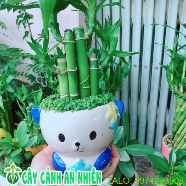 Chậu Trúc Phát Tài Gấu Xanh