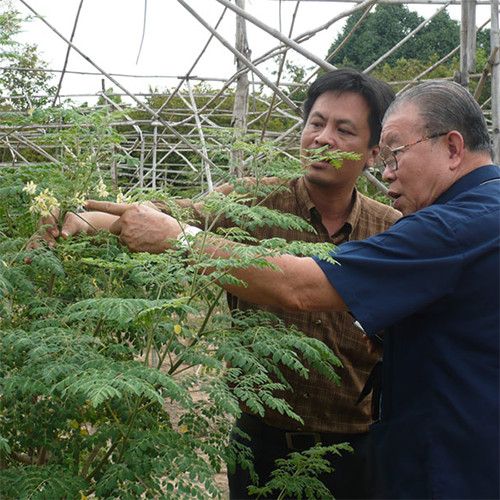 Combo 10 Gói Mì Chùm Ngây (Moringa) Gìau Dinh Dưỡng 70Gr - Mori