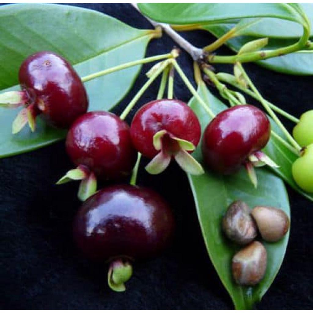 Cây giống CHERRY MỸ QUẢ ĐỎ siêu trái