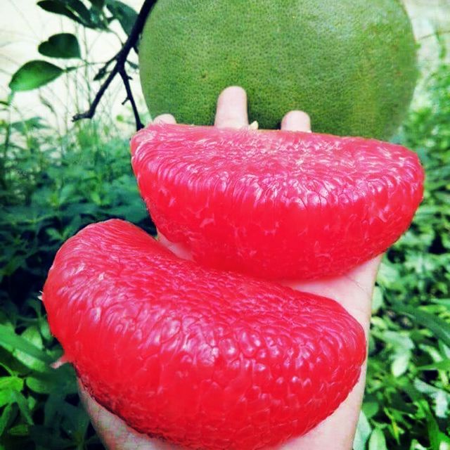 Cây giống bưởi ruby thái lan