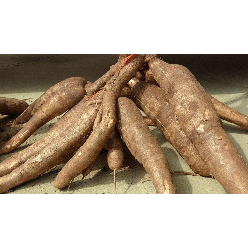 6 KG CỦ tươi KHOAI MÌ  RUỘT VÀNG DẺO