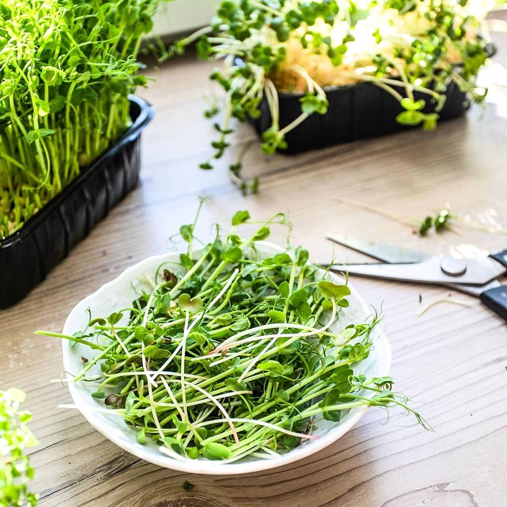 Hạt giống Rau Mầm Bông Cải Xanh - RẤT DỄ TRỒNG