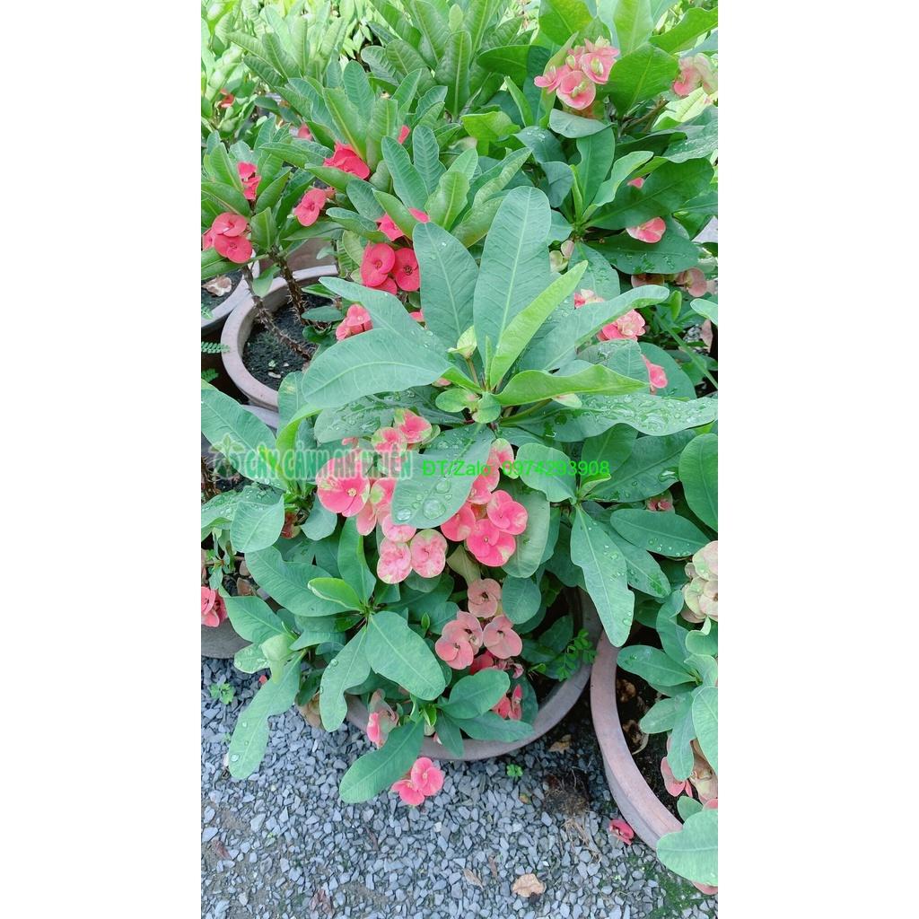 Chậu Xương Rồng Bát Tiên Lớn