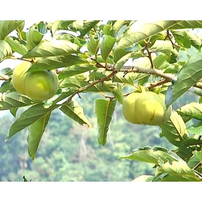 Cây giống HỒNG GIÒN- Cây giống chuẩn F1 gửi đi nguyên bầu