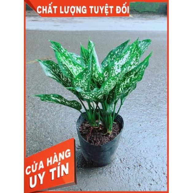 Cây Ngọc Ngân
