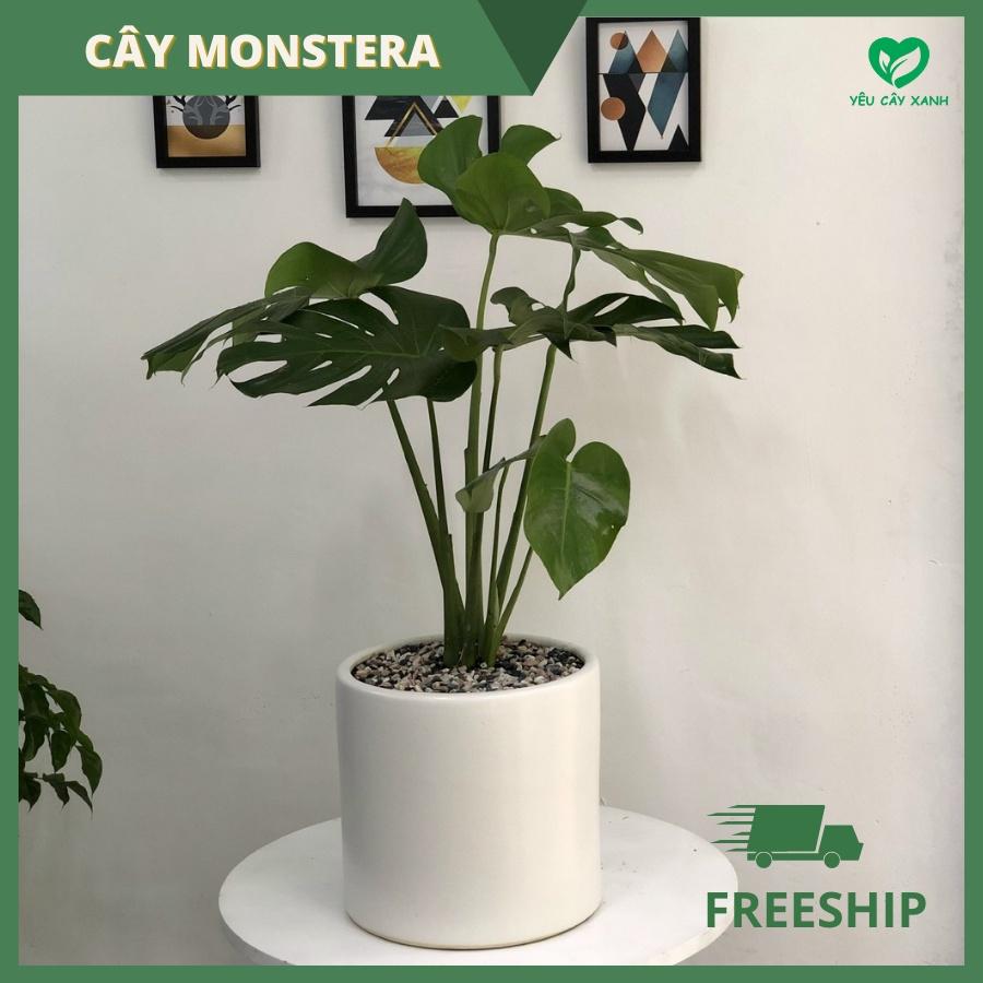 Cây Monstera Deliciosa Trầu Bà Lá Xẻ