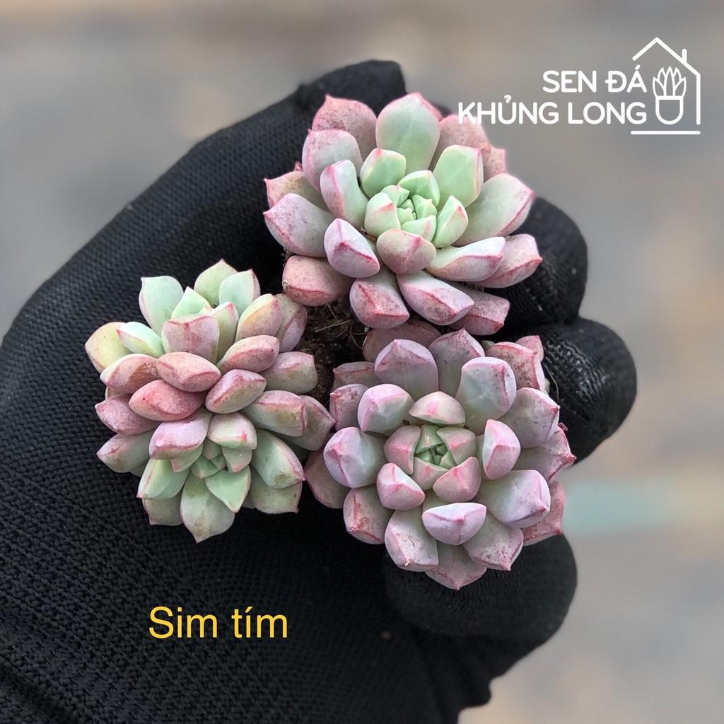 Sen Đá Vĩ ( mini ) - Sỏi đen